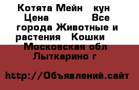 Котята Мейн - кун › Цена ­ 19 000 - Все города Животные и растения » Кошки   . Московская обл.,Лыткарино г.